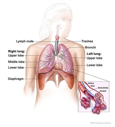lung parenchyma anatomy