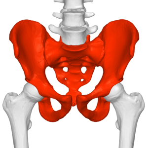 Pelvis (male) 02 - anterior view.png