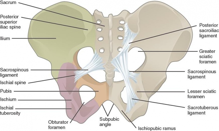 Pelvic Fractures - Physiopedia