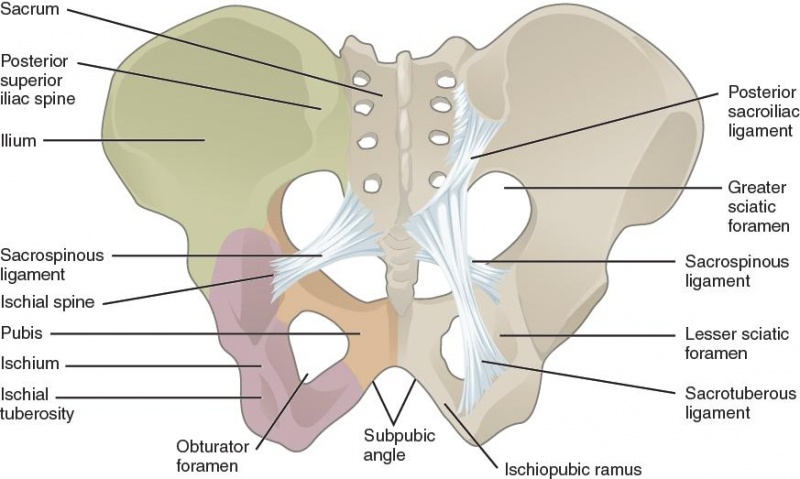 File:Pelvis anatomy.jpg