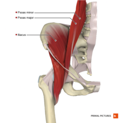 iliopsoas muscle stretch