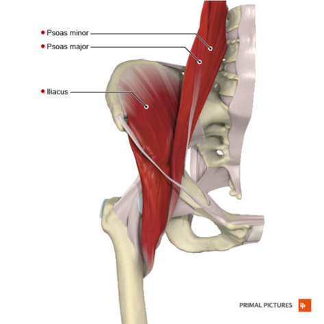 Iliopsoas Tendinopathy - Physiopedia