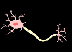 Neuronal Regeneration by Retinoic Acid.gif
