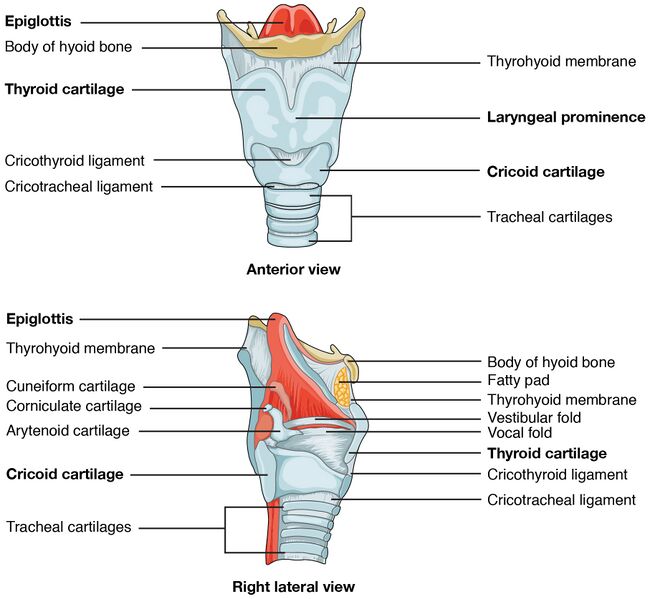 File:The Larynx.jpg