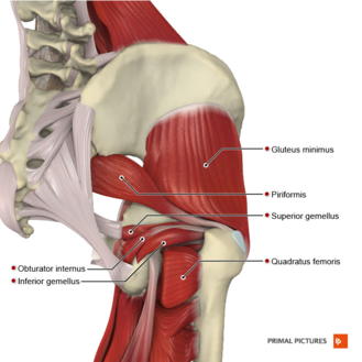 lateral hip muscles