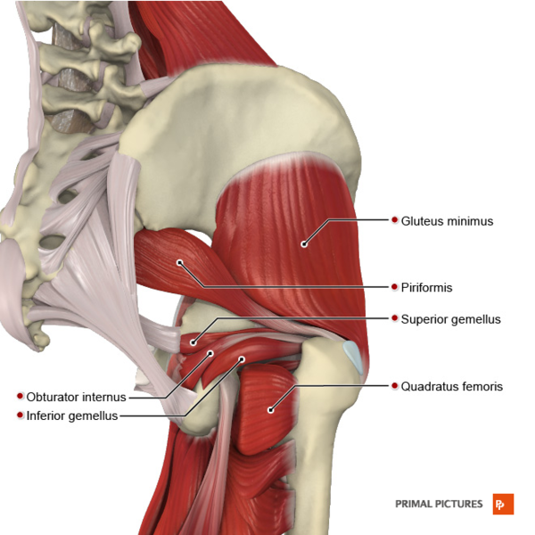 File:Deep muscles of the gluteal region Primal.png
