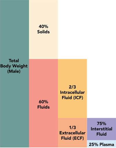 Fluid composition of the body 1.3.png