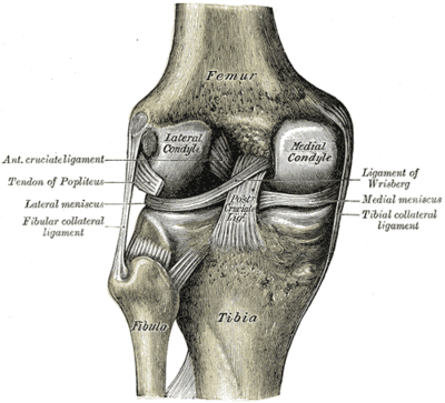 Potential detrimental effects of ligament injury on the knee.