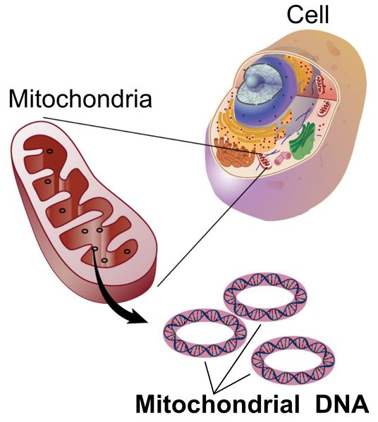 File:Mitochondria.jpg