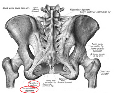 Sacrospinous and sacrotuberous ligaments influence in pelvis kinematics -  Henyš - 2022 - Journal of Anatomy - Wiley Online Library