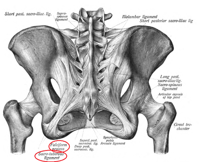 Sacrotuberous Ligament - Physiopedia