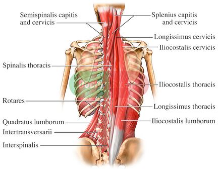Thoracic Spine Major Muscles - Physiopedia