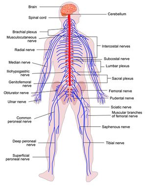 Recording of Webinar: Functional Anatomy of the Pelvic Girdle