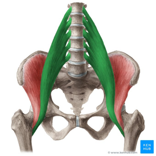 Psoas major muscle (highlighted in green) - anterior view