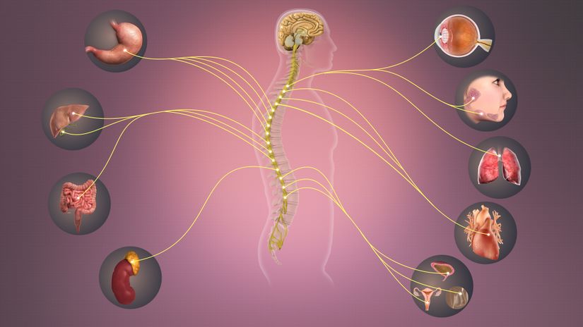 Sympathetic Nervous System Physiopedia 2672