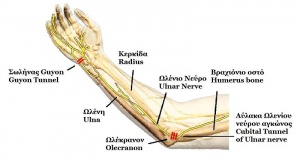 Ulnar Nerve Anatomy and Function The Ulnar nerve is