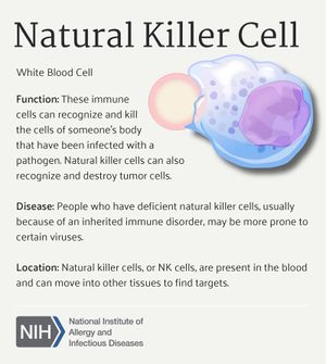 Natural Killer Cell (30439199790).jpg