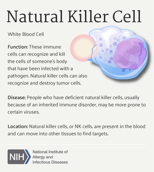 File:Natural Killer Cell (30439199790).jpg