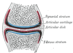 synovial membrane diagram