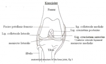 lateral pivot shift test knee