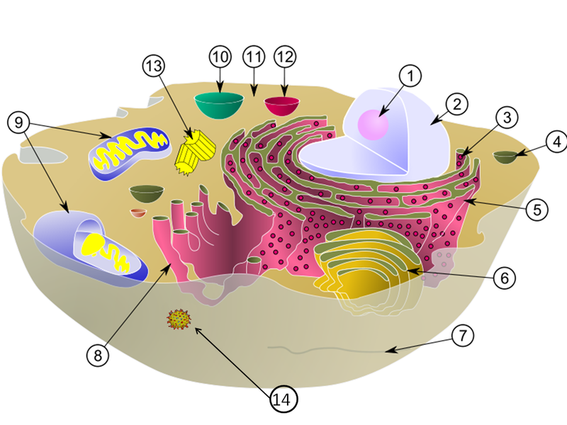 File:Cell with Virus.png
