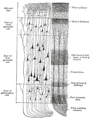 Cerebral cortex. To the left, the groups of cells; to the right, the systems of fibers. Quite to the left of the figure a sensory nerve fiber is shown. Cell body layers are labeled on the left, and fiber layers are labeled on the right.