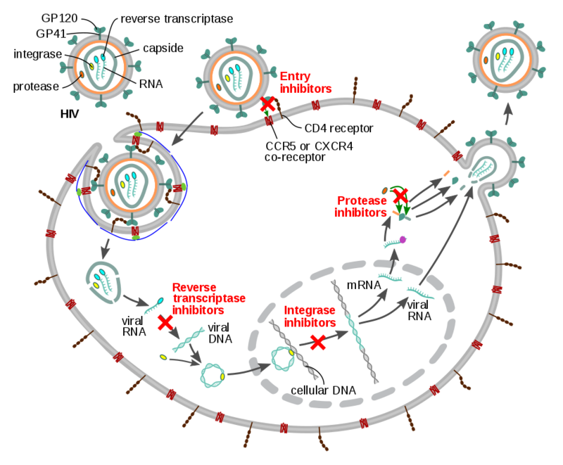 Antiretrovirals And Hiv Physiopedia