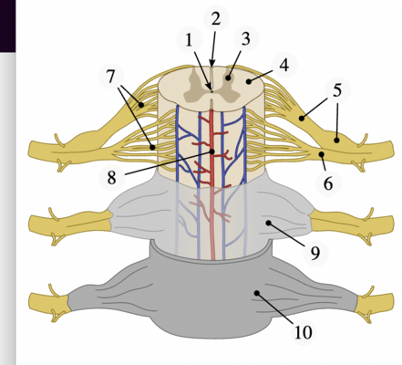 real spinal cord section transvers