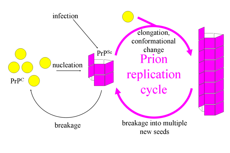 File:Prion Replication.png