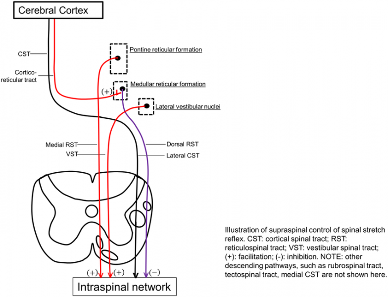 File:Illustration-of-supraspinal-control-of-spinal-stretch-reflex-CST-cortical-spinal.ppm.png