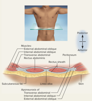 300px Cross Section Abdominal Muscles 