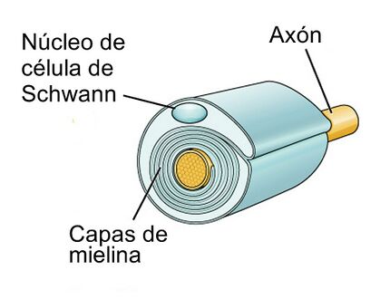 schwann cell diagram