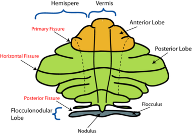 cerebellum anatomy