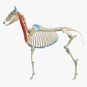 Equine Spine and Head Anatomy - Physiopedia