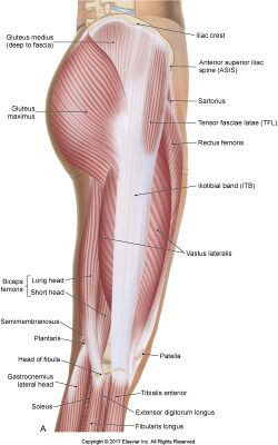 Gluteus Maximus Muscle As Medical Hip and Leg Medical Anatomy