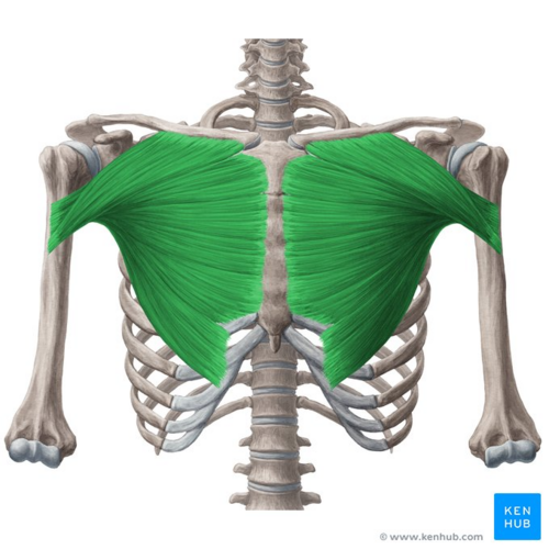 Chest Muscles Anatomy, Diagram & Function