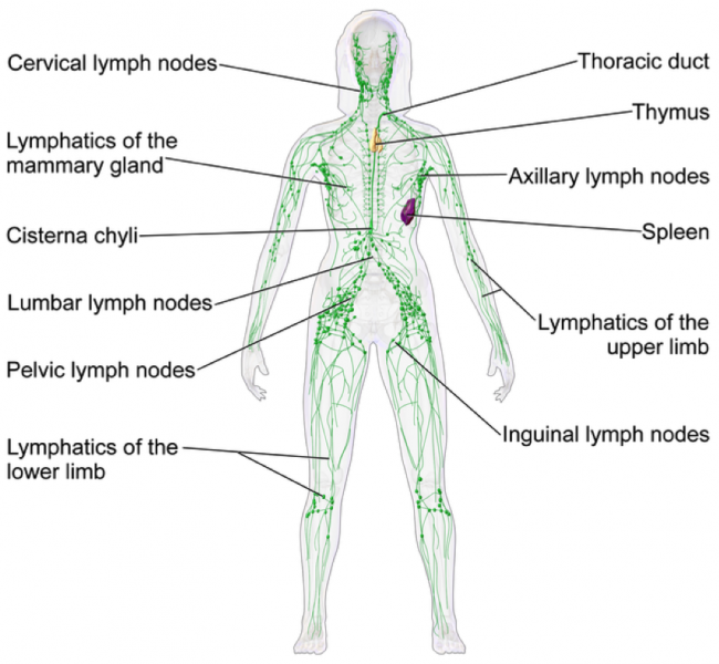 File:Lymphatic system.png