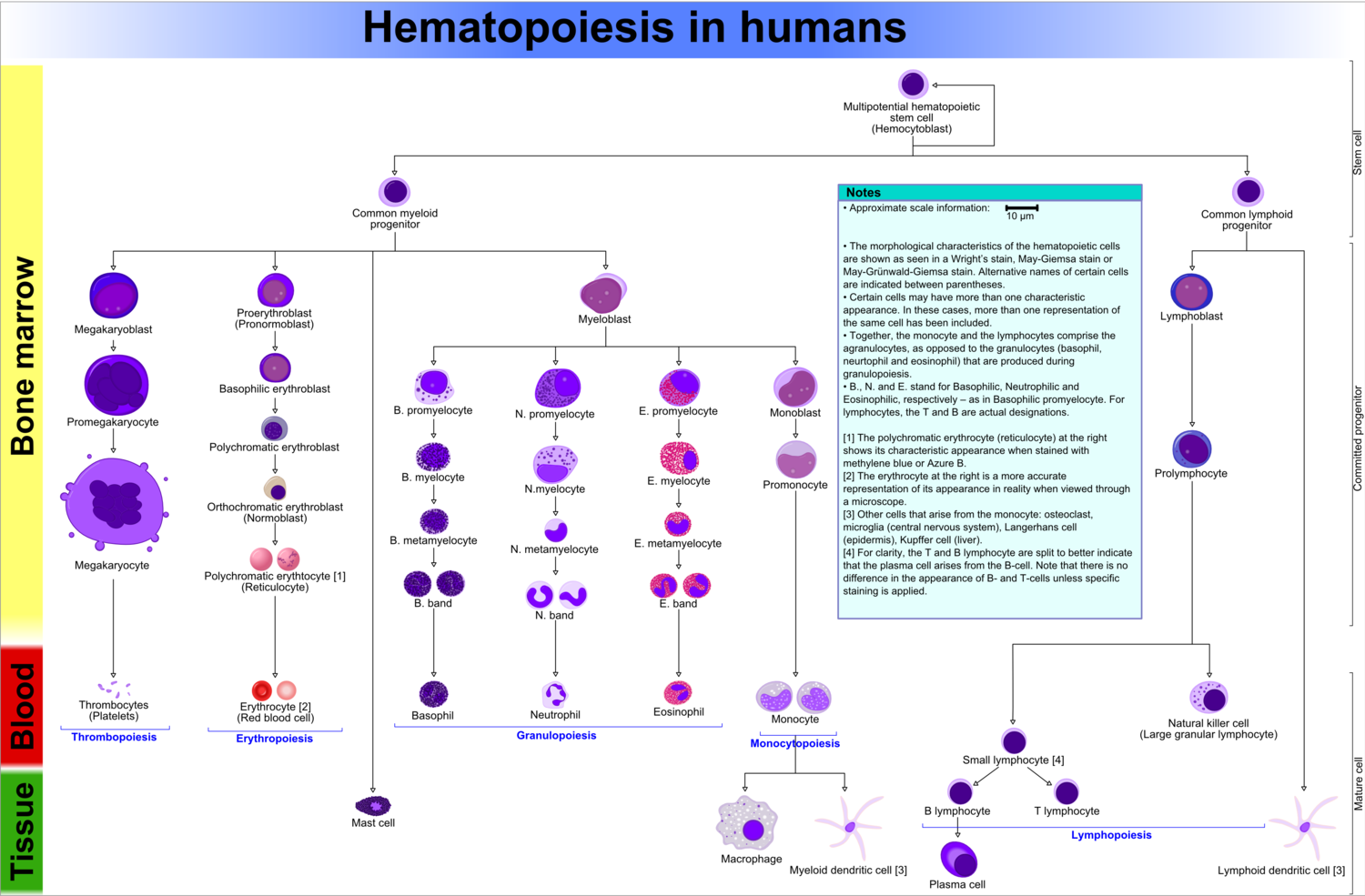 Hématopoïèse (humaine) diagramme.png