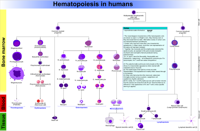 File:Hematopoiesis (human) diagram.png