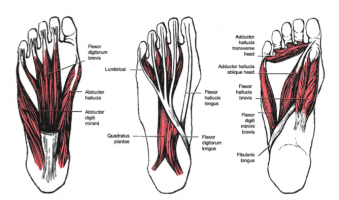 muscle in heel of foot