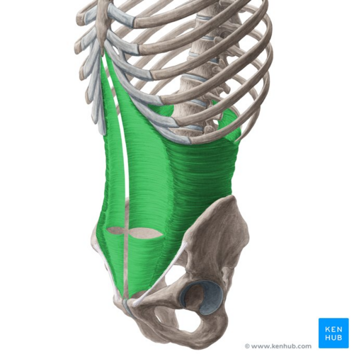 Transversus abdominis muscle (highlighted in green) - anterolateral view
