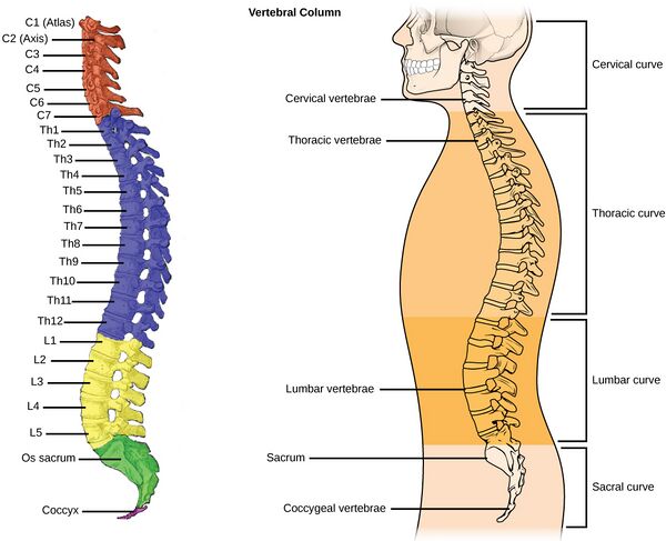 Conceptos básicos de la columna (Spine Basics) - OrthoInfo - AAOS