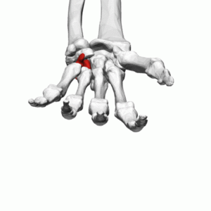 Hamate bone (left hand) - animation.gif
