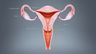 Female External Genital Organs - Women's Health Issues - MSD