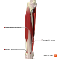 Deep flexor muscles of the forearm Primal.png