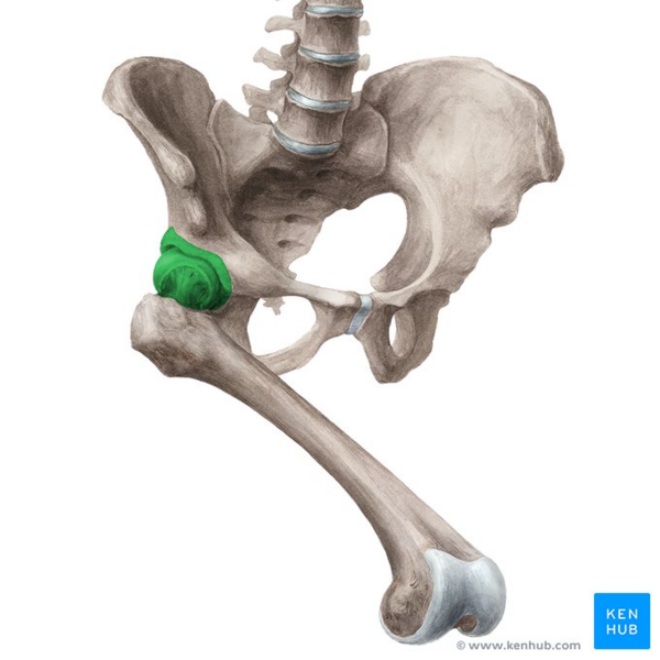 File:Hip joint (anterolateral view) - Kenhub.png