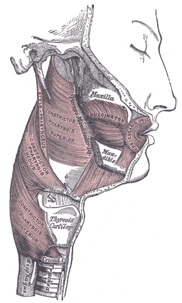 File:Muscles of the pharynx.png