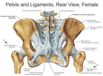 Pubis (Pubic Bone) – Anatomy, Location, Functions, & Diagram