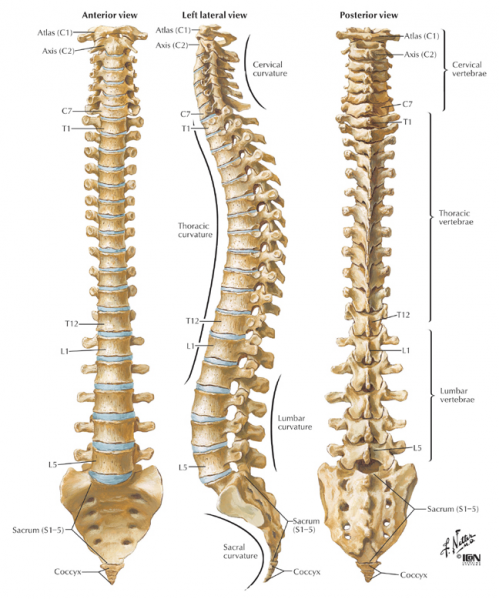 File:Afb osteo 2.png
