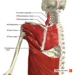 Scapula Stability - My Family Physio